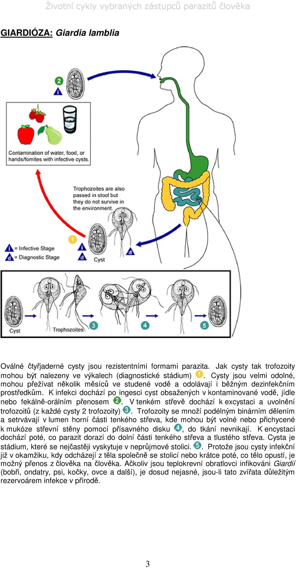 K infekci dochází po ingesci cyst obsažených v kontaminované vod, jídle nebo fekáln-orálním penosem. V tenkém stev dochází k excystaci a uvolnní trofozoit (z každé cysty 2 trofozoity).