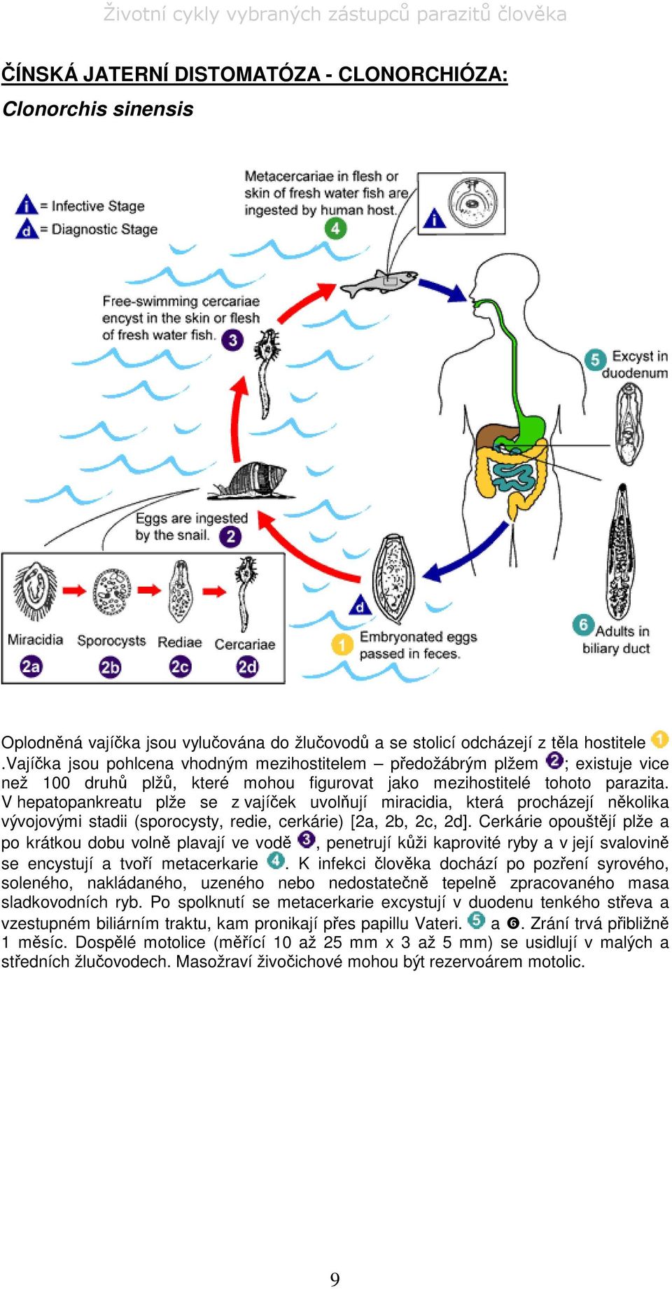V hepatopankreatu plže se z vajíek uvolují miracidia, která procházejí nkolika vývojovými stadii (sporocysty, redie, cerkárie) [2a, 2b, 2c, 2d].