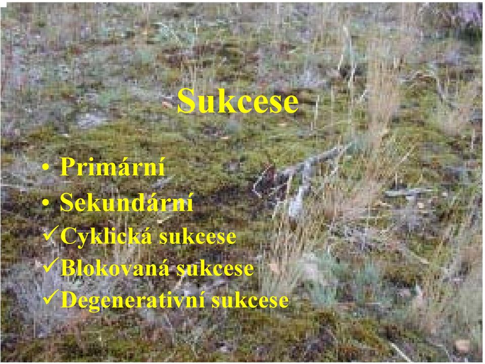 sukcese Blokovaná