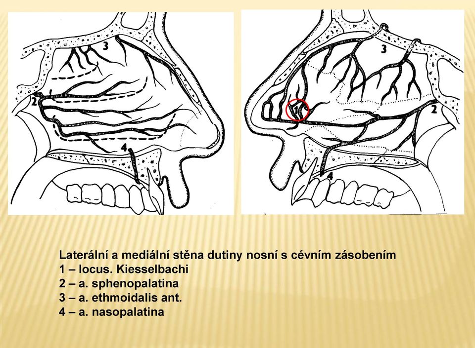 Kiesselbachi 2 a.