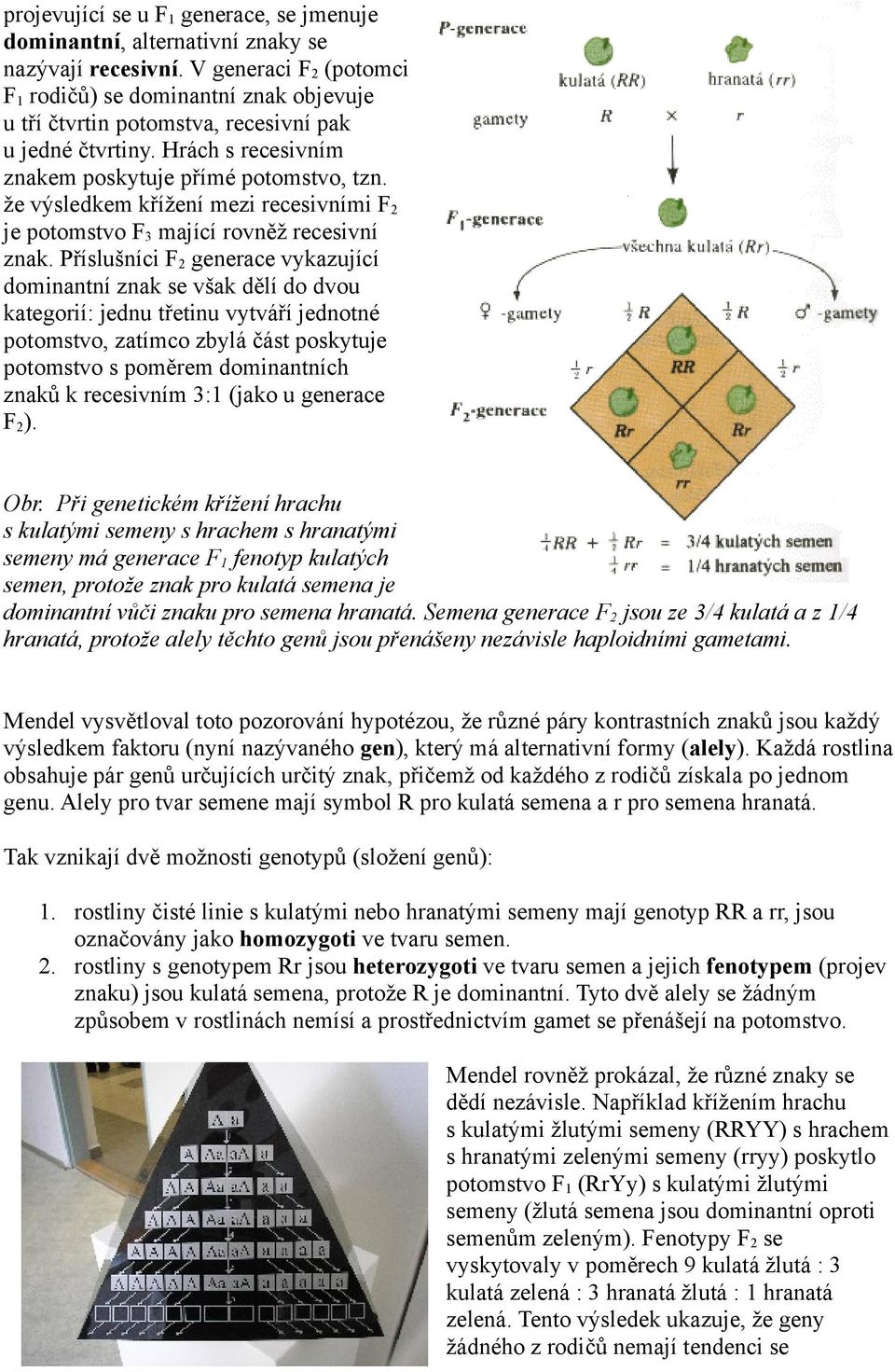 že výsledkem křížení mezi recesivními F 2 je potomstvo F 3 mající rovněž recesivní znak.