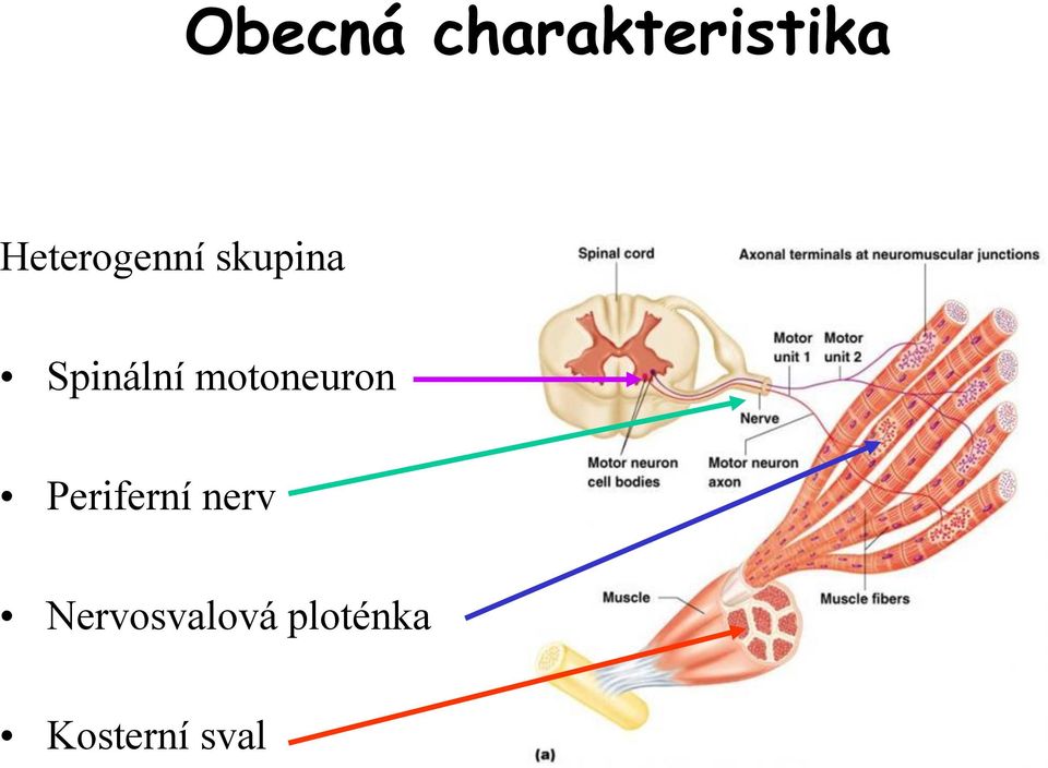 motoneuron Periferní nerv