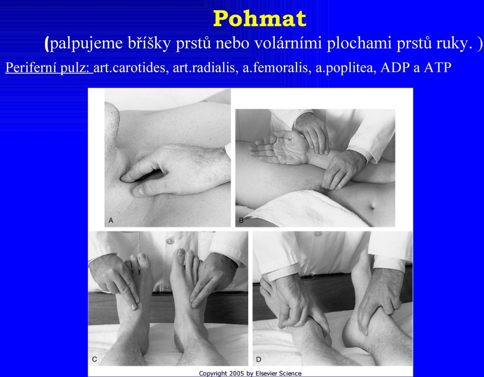 ) Periferní pulz: art.carotides, art.