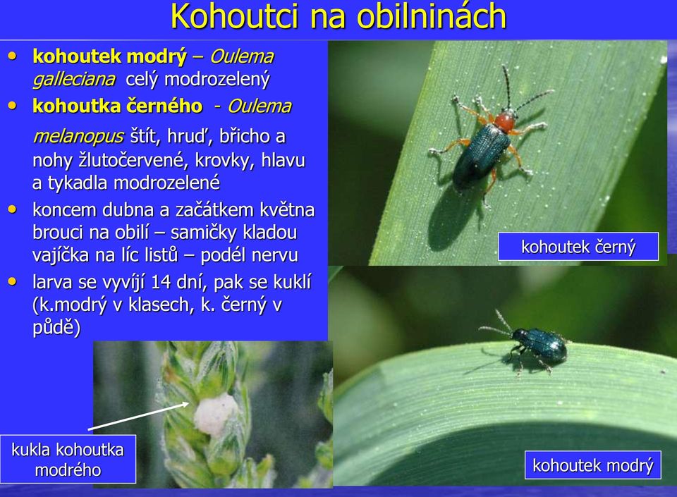 začátkem května brouci na obilí samičky kladou vajíčka na líc listů podél nervu larva se vyvíjí 14