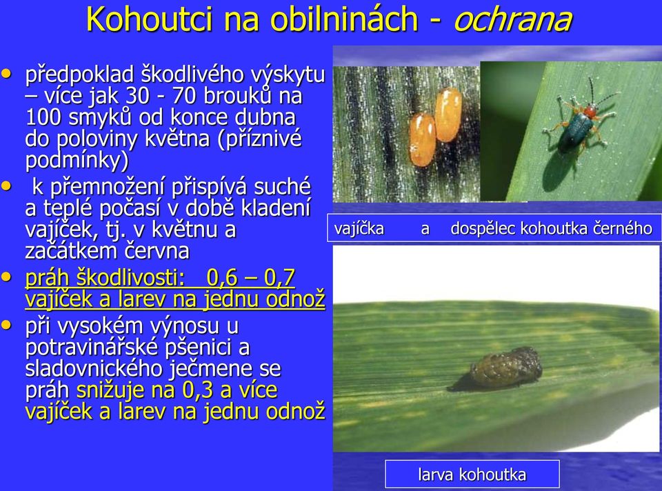 v květnu a začátkem června práh škodlivosti: 0,6 0,7 vajíček a larev na jednu odnož při vysokém výnosu u potravinářské