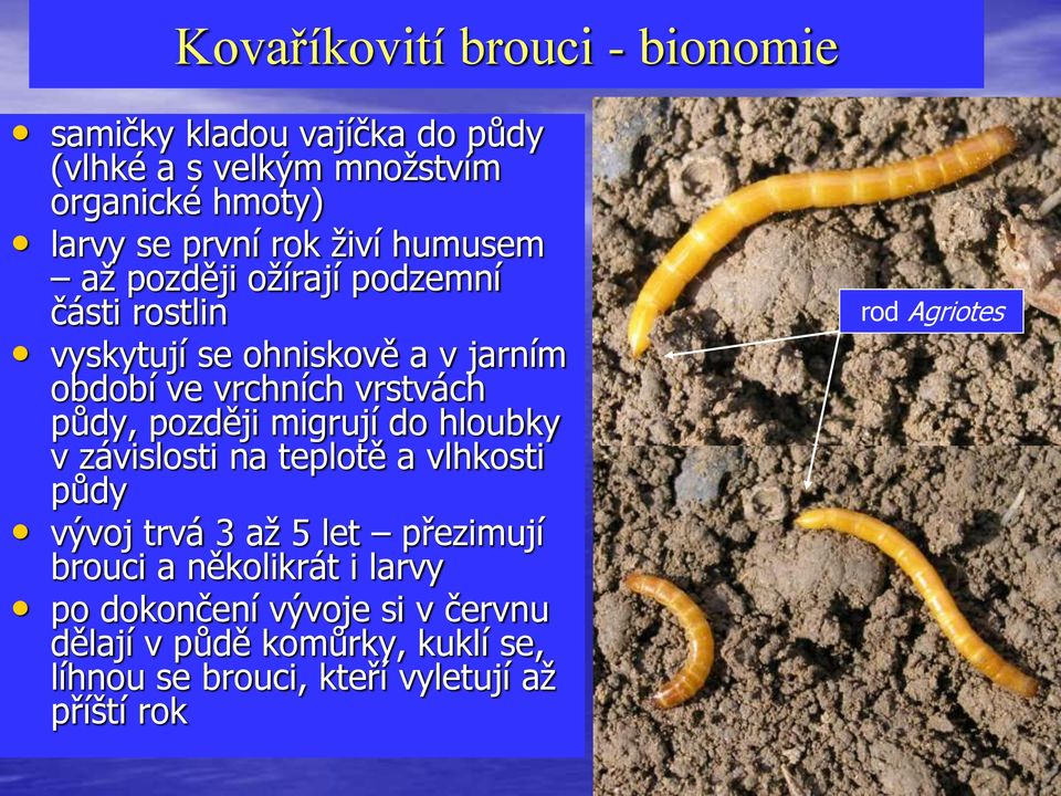 půdy, později migrují do hloubky v závislosti na teplotě a vlhkosti půdy vývoj trvá 3 až 5 let přezimují brouci a několikrát