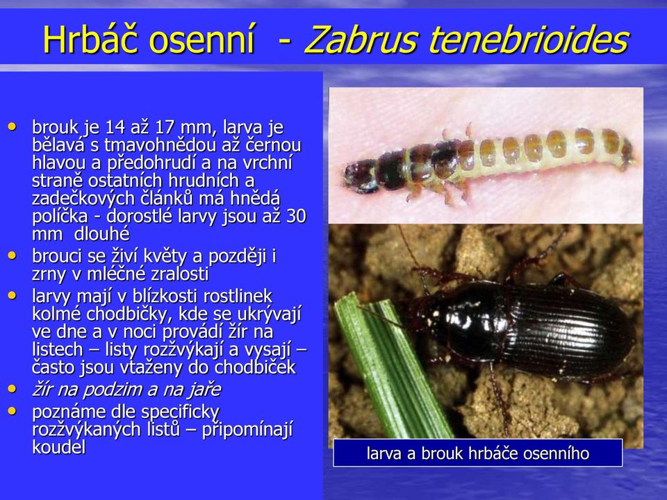 mléčné zralosti larvy mají v blízkosti rostlinek kolmé chodbičky, kde se ukrývají ve dne a v noci provádí žír na listech listy rozžvýkají a