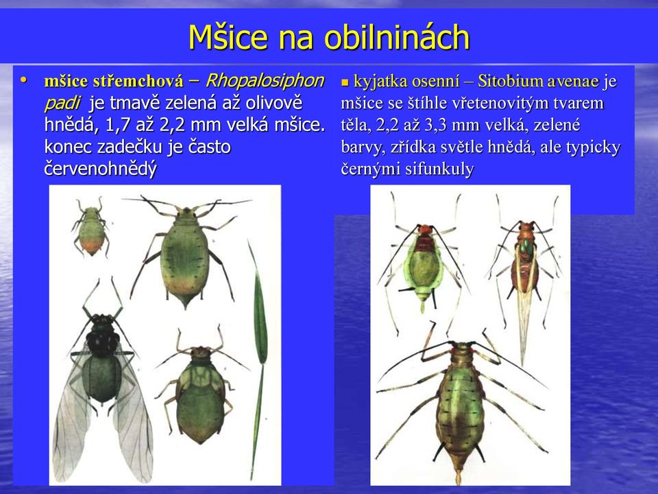 konec zadečku je často červenohnědý kyjatka osenní Sitobium avenae je mšice se