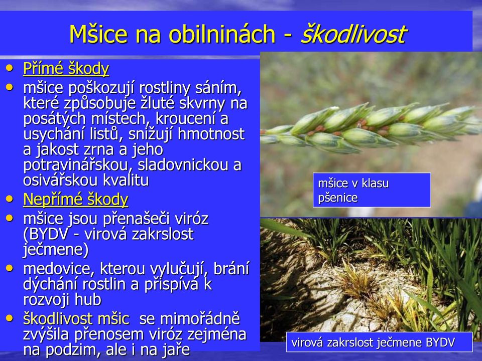 mšice jsou přenašeči viróz (BYDV - virová zakrslost ječmene) medovice, kterou vylučují, brání dýchání rostlin a přispívá k rozvoji