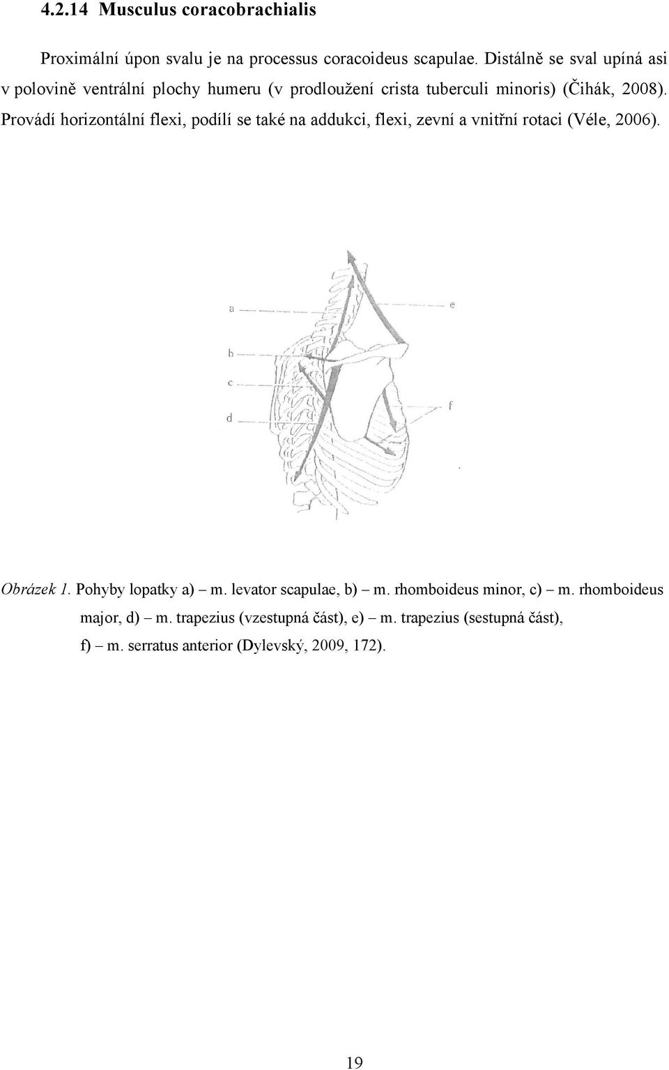 Provádí horizontální flexi, podílí se také na addukci, flexi, zevní a vnitřní rotaci (Véle, 2006). Obrázek 1. Pohyby lopatky a) m.