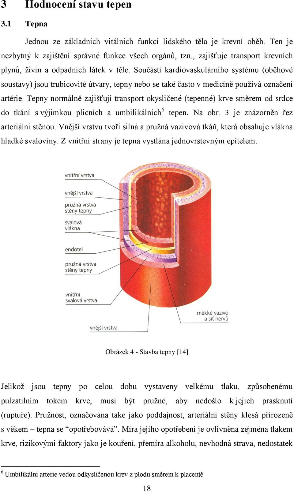 Součástí kardiovaskulárního systému (oběhové soustavy) jsou trubicovité útvary, tepny nebo se také často v medicíně používá označení artérie.