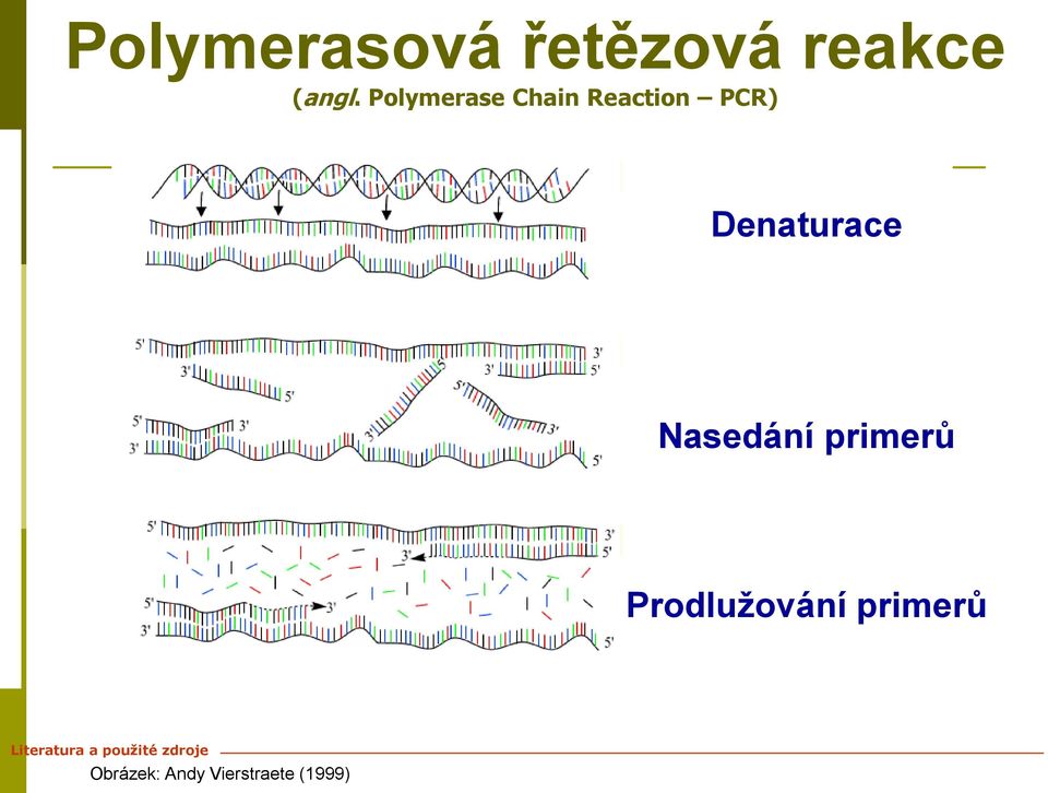 Nasedání primerů Prodlužování primerů