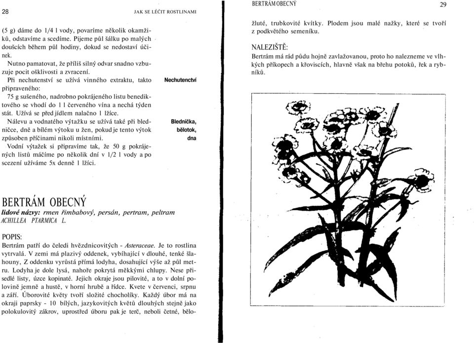 Při nechutenství se užívá vinného extraktu, takto připraveného: 75 g sušeného, nadrobno pokrájeného listu benediktového se vhodí do l l červeného vína a nechá týden stát.