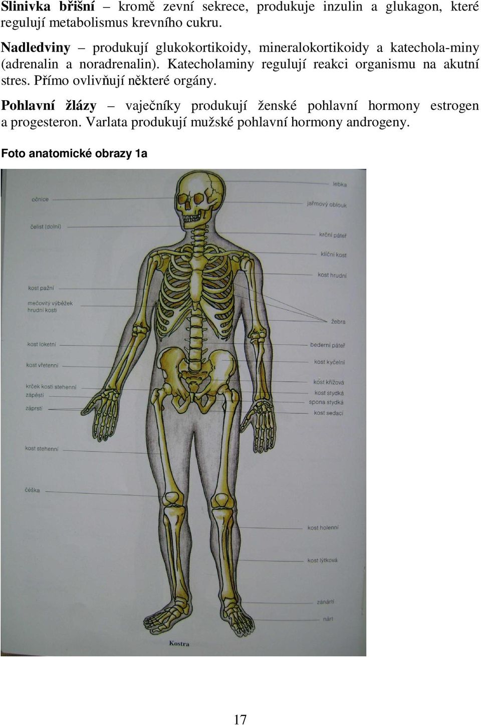 Katecholaminy regulují reakci organismu na akutní stres. Přímo ovlivňují některé orgány.