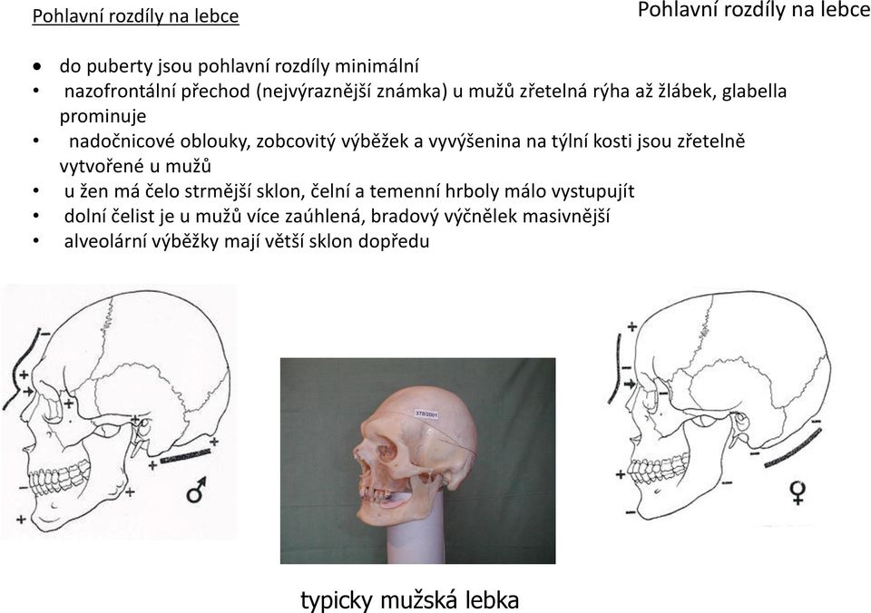 vyvýšenina na týlní kosti jsou zřetelně vytvořené u mužů u žen má čelo strmější sklon, čelní a temenní hrboly málo