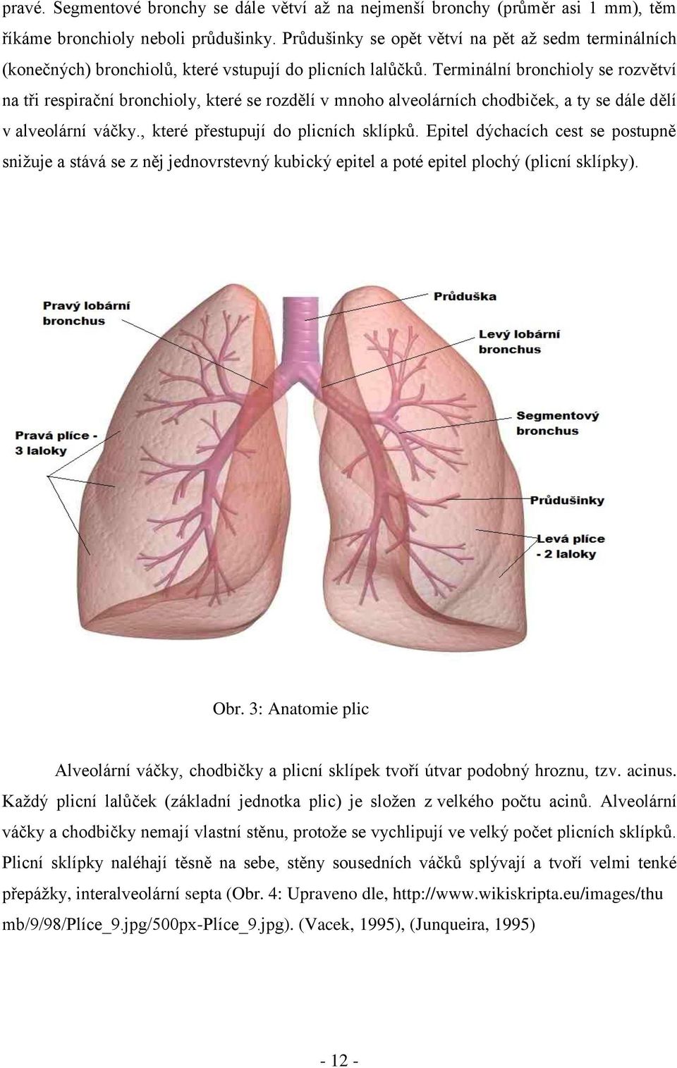 Terminální bronchioly se rozvětví na tři respirační bronchioly, které se rozdělí v mnoho alveolárních chodbiček, a ty se dále dělí v alveolární váčky., které přestupují do plicních sklípků.