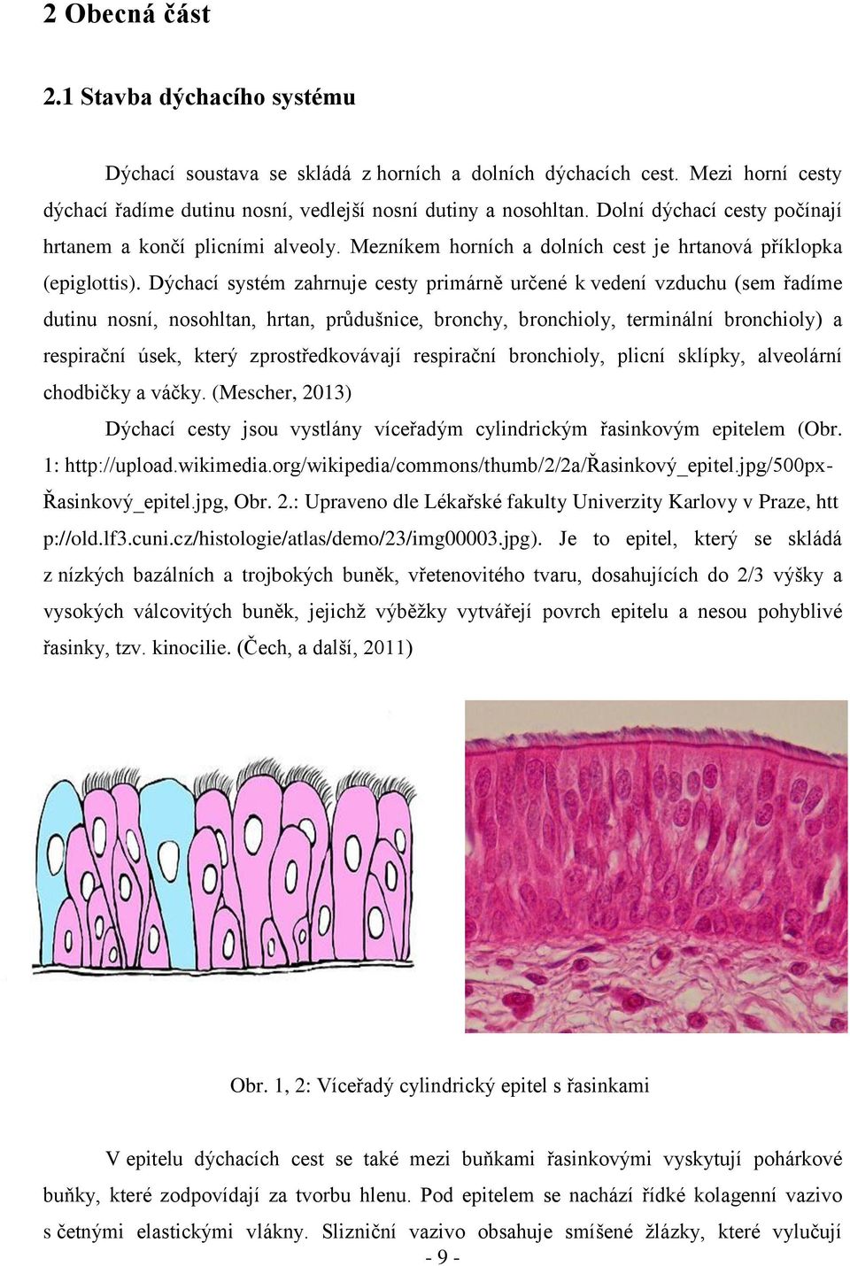 Dýchací systém zahrnuje cesty primárně určené k vedení vzduchu (sem řadíme dutinu nosní, nosohltan, hrtan, průdušnice, bronchy, bronchioly, terminální bronchioly) a respirační úsek, který