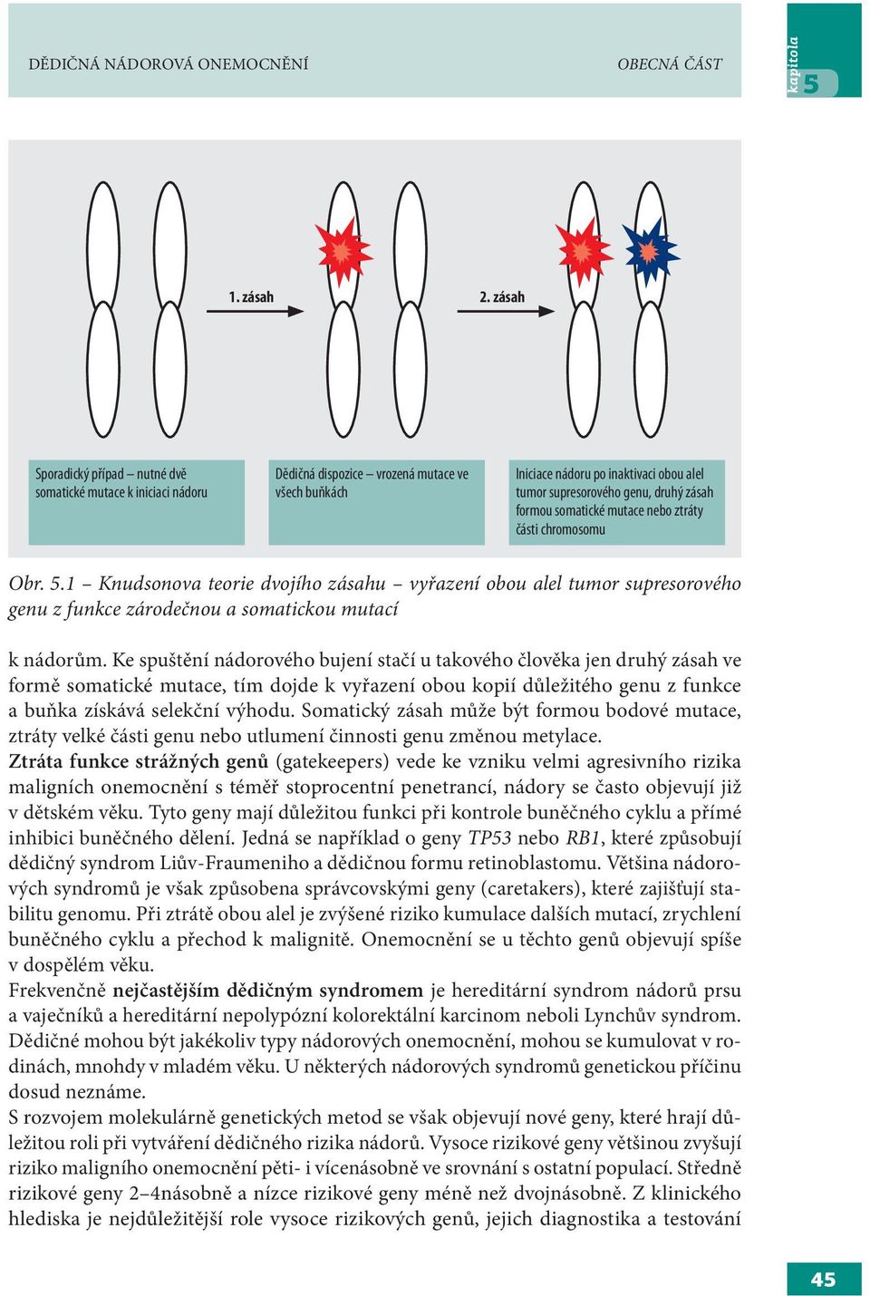 formou somatické mutace nebo ztráty části chromosomu Obr. 5.1 Knudsonova teorie dvojího zásahu vyřazení obou alel tumor supresorového genu z funkce zárodečnou a somatickou mutací k nádorům.