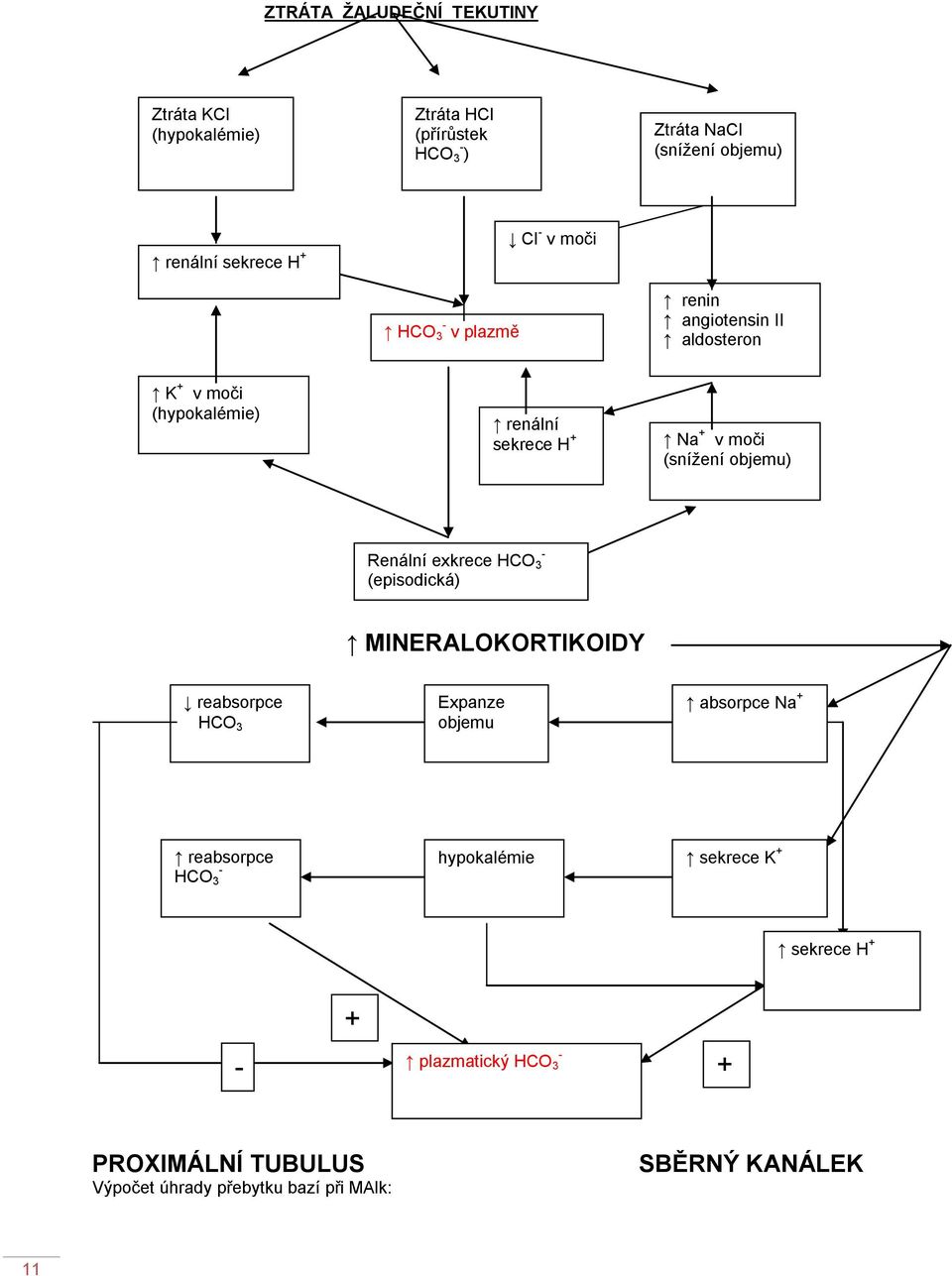 objemu) Renální exkrece HCO 3 - (episodická) MINERALOKORTIKOIDY reabsorpce HCO 3 Expanze objemu absorpce Na + reabsorpce HCO 3 -