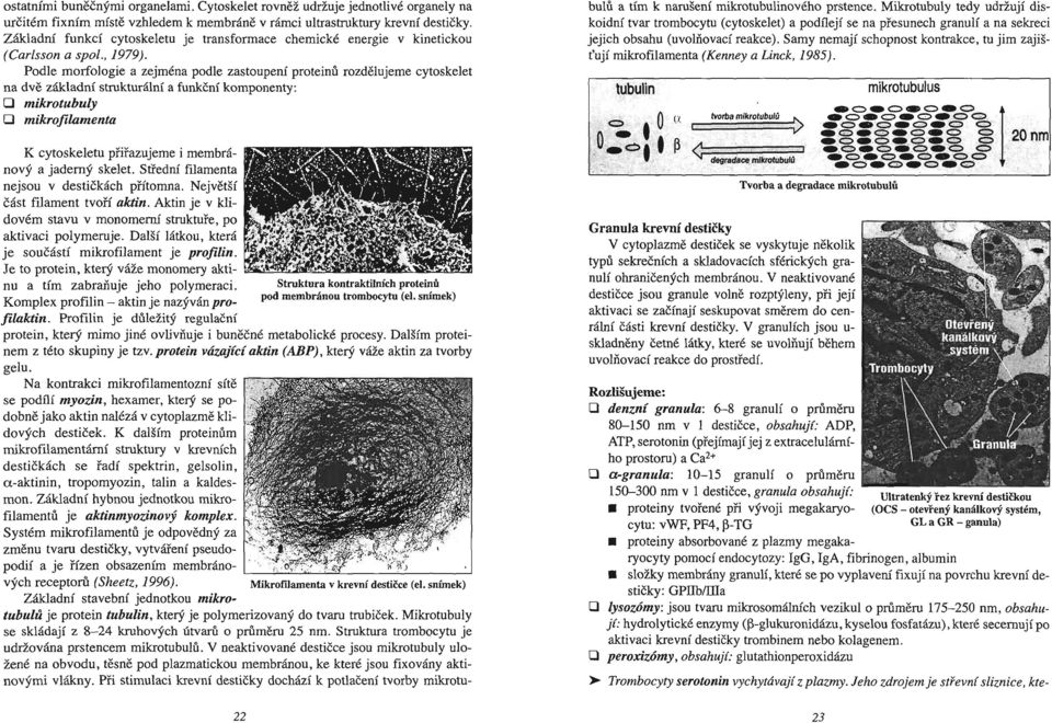 Podle morfologie a zejména podle zastoupení proteinů rozdělujeme cytoskelet na dvě základní strukturální a funkční komponenty: O mikrotubuly O mikrofilamenta K cytoskeletu přiřazujeme i membránový a