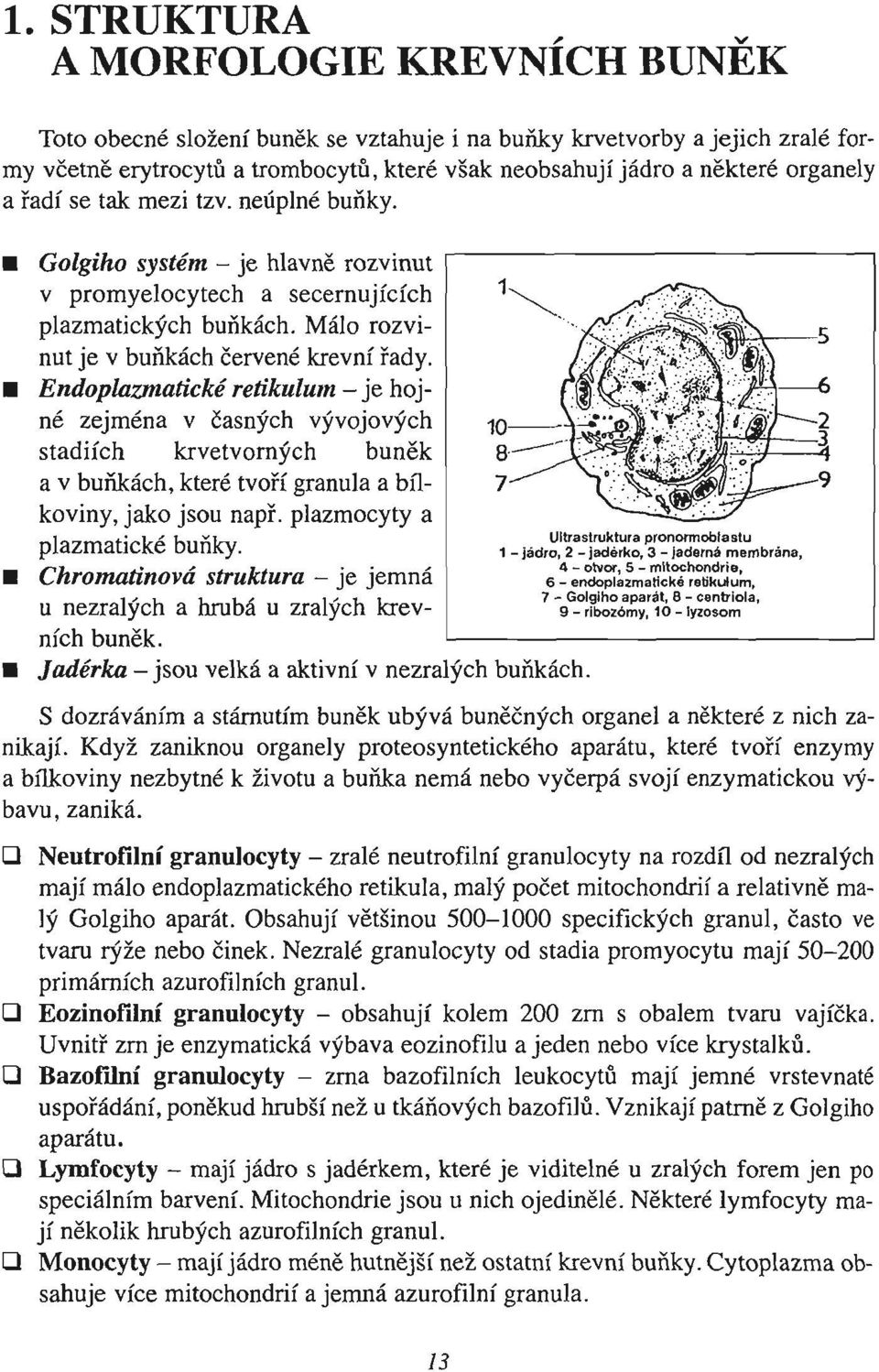 Endoplazmatickě retikulum - je hojné zejména v časných vývojových stadiích krvetvorných buněk a v buňkách, které tvoří granula a bílkoviny, jako jsou např. plazmocyty a plazmatické buňky.