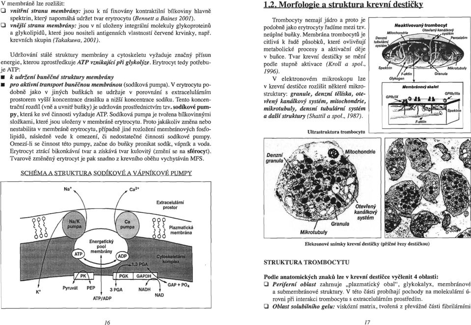 Udržování stálé struktury membrány a cytoskeletu vyžaduje znacny přísun energie, kterou zprostředkuje ATP vznikajícípři glykolýze.