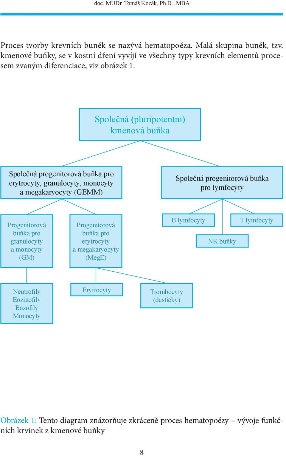 Společná (pluripotentní) kmenová buňka Společná progenitorová buňka pro erytrocyty, granulocyty, monocyty a megakaryocyty (GEMM) Společná progenitorová buňka pro lymfocyty