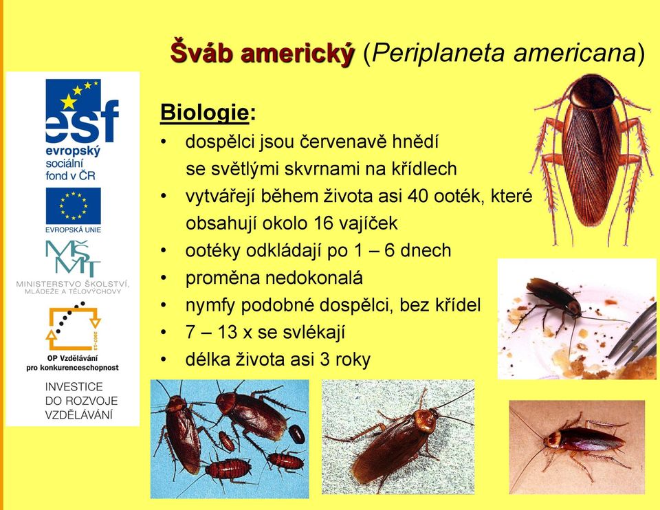 které obsahují okolo 16 vajíček ootéky odkládají po 1 6 dnech proměna