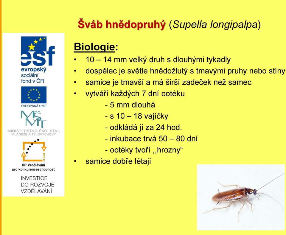 zadeček než samec vytváří každých 7 dní ootéku - 5 mm dlouhá - s 10 18 vajíčky -