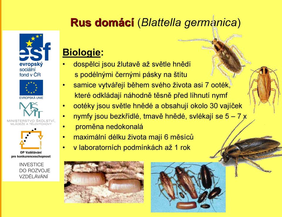 líhnutí nymf ootéky jsou světle hnědé a obsahují okolo 30 vajíček nymfy jsou bezkřídlé, tmavě hnědé,