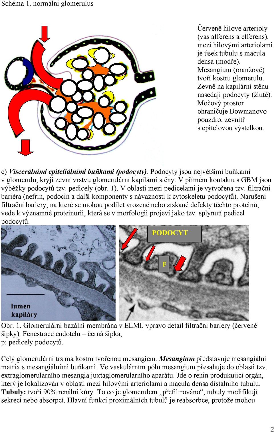 Podocyty jsou největšími buňkami v glomerulu, kryjí zevní vrstvu glomerulární kapilární stěny. V přímém kontaktu s GBM jsou výběžky podocytů tzv. pedicely (obr. 1).