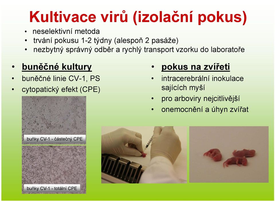 zvířeti buněčné linie CV-1, PS cytopatický efekt (CPE) intracerebrální inokulace sajících myší