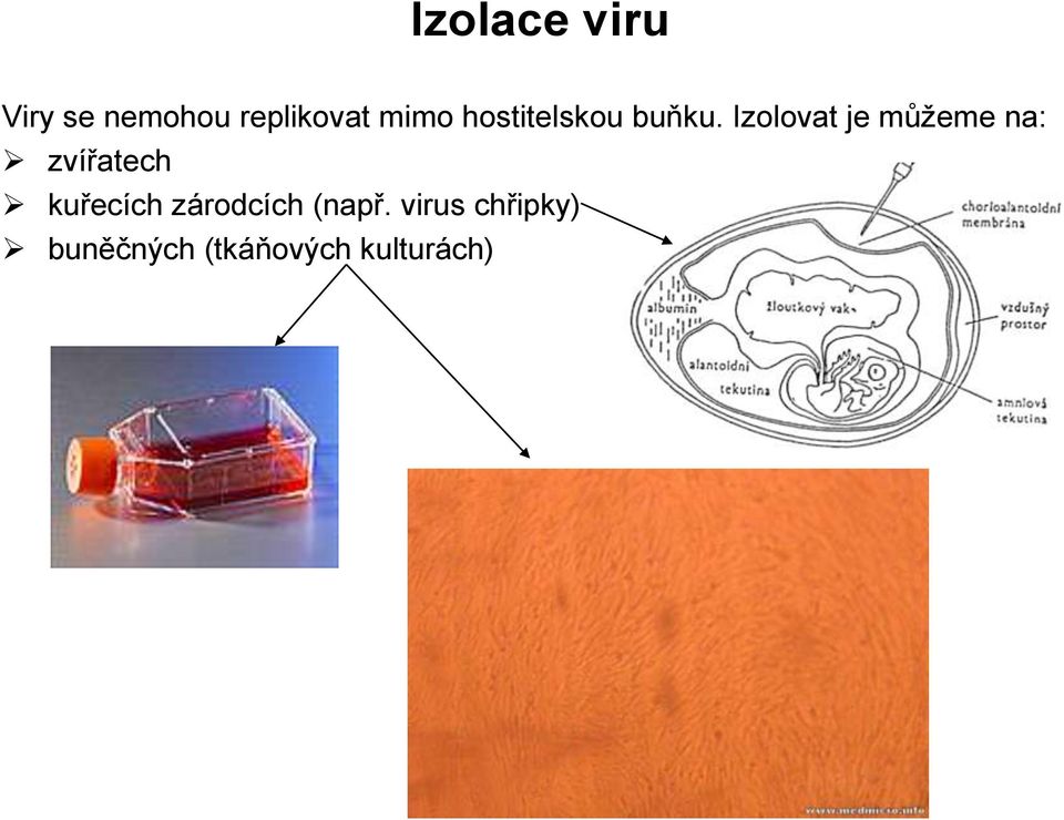 Izolovat je můžeme na: zvířatech kuřecích