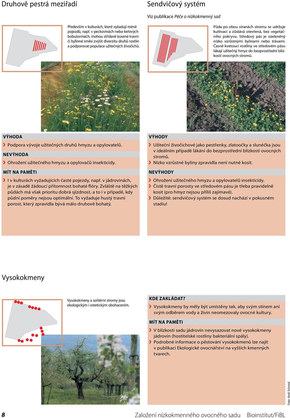 Půda po obou stranách stromu se udržuje kultivací a zůstává otevřená, bez vegetačního pokryvu. Středový pás je ozeleněný nízko vzrůstnými bylinami nebo trávami.