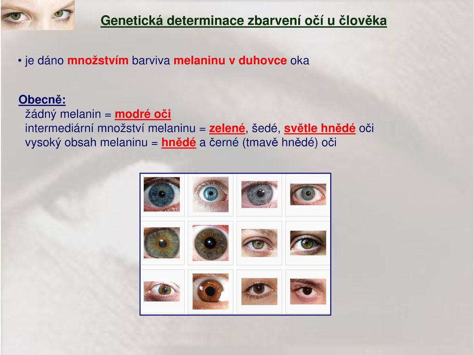 melanin = modré oči intermediární množství melaninu = zelené,