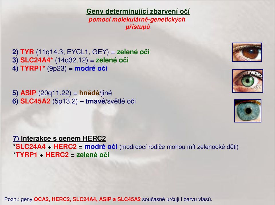 22) = hnědé/jiné 6) SLC45A2 (5p13.