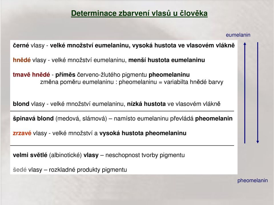 eumelanin blond vlasy - velké množství eumelaninu, nízká hustota ve vlasovém vlákně špinavá blond (medová, slámová) namísto eumelaninu převládá pheomelanin