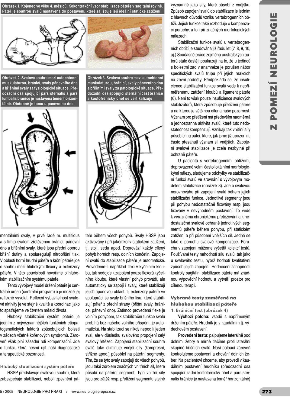 Předozadní osa spojující pars sternalis a pars lumbalis bránice je nastavena téměř horizontálně. Obdobně je tomu u pánevního dna mentálními svaly, v prvé řadě m.