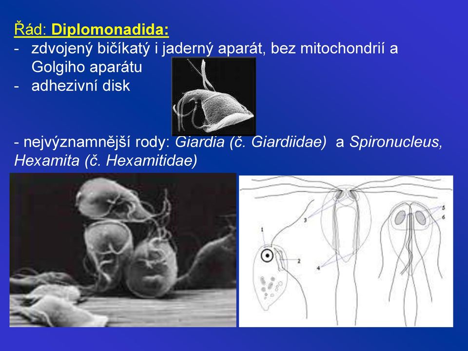 adhezivní disk - nejvýznamnější rody: Giardia (č.