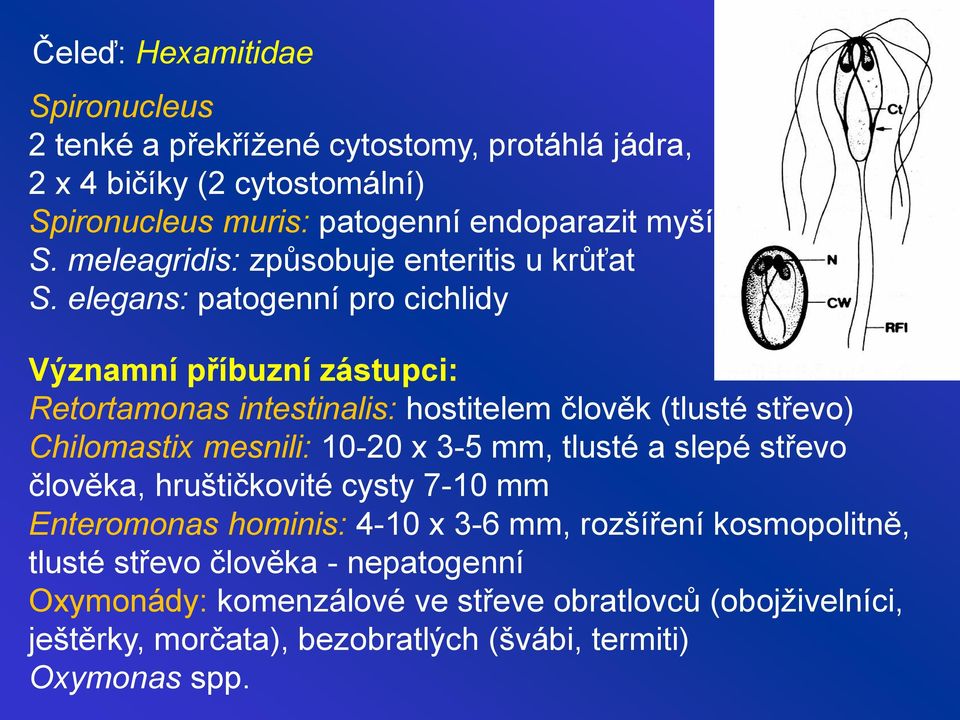 elegans: patogenní pro cichlidy Významní příbuzní zástupci: Retortamonas intestinalis: hostitelem člověk (tlusté střevo) Chilomastix mesnili: 10-20 x 3-5 mm,