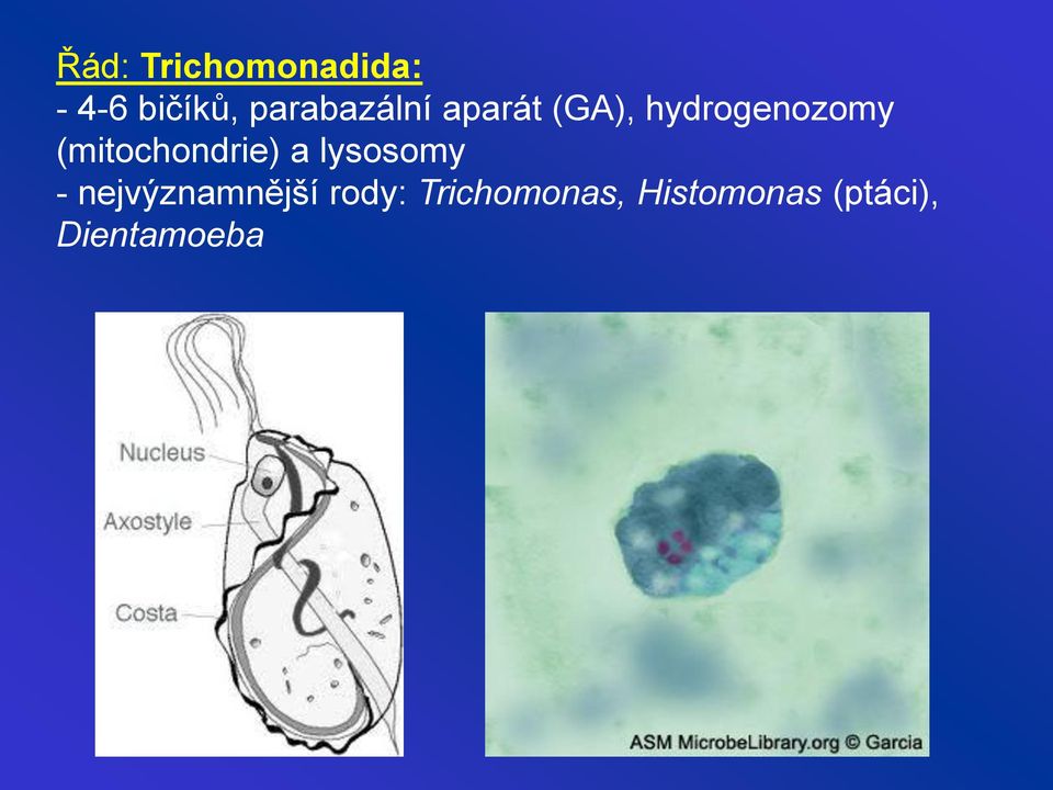 (mitochondrie) a lysosomy -