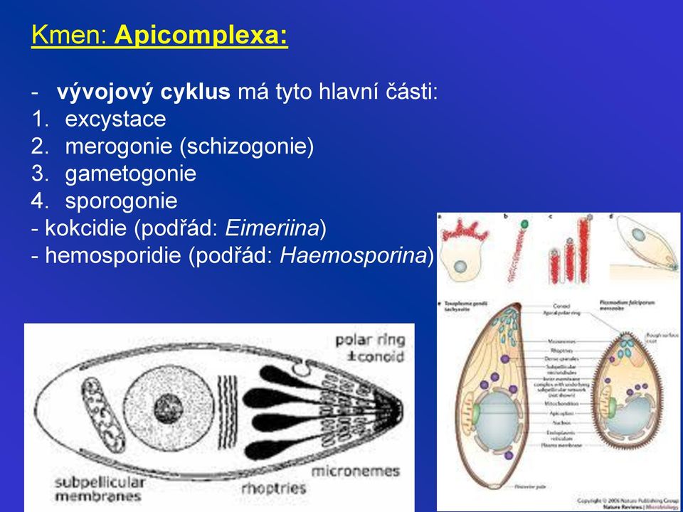 merogonie (schizogonie) 3. gametogonie 4.