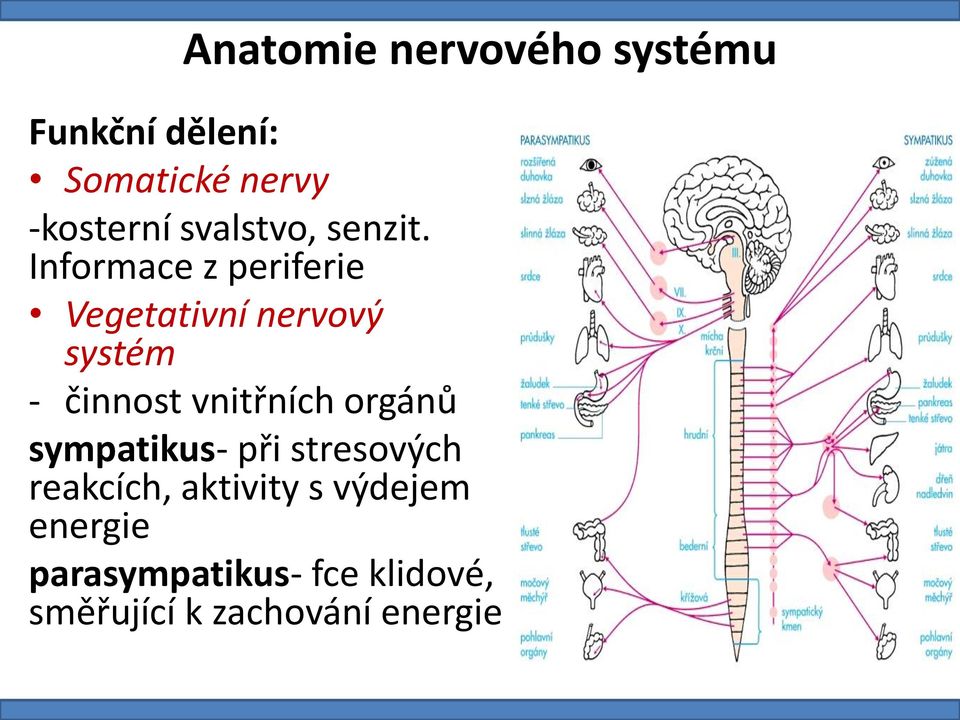 Informace z periferie Vegetativní nervový systém - činnost vnitřních