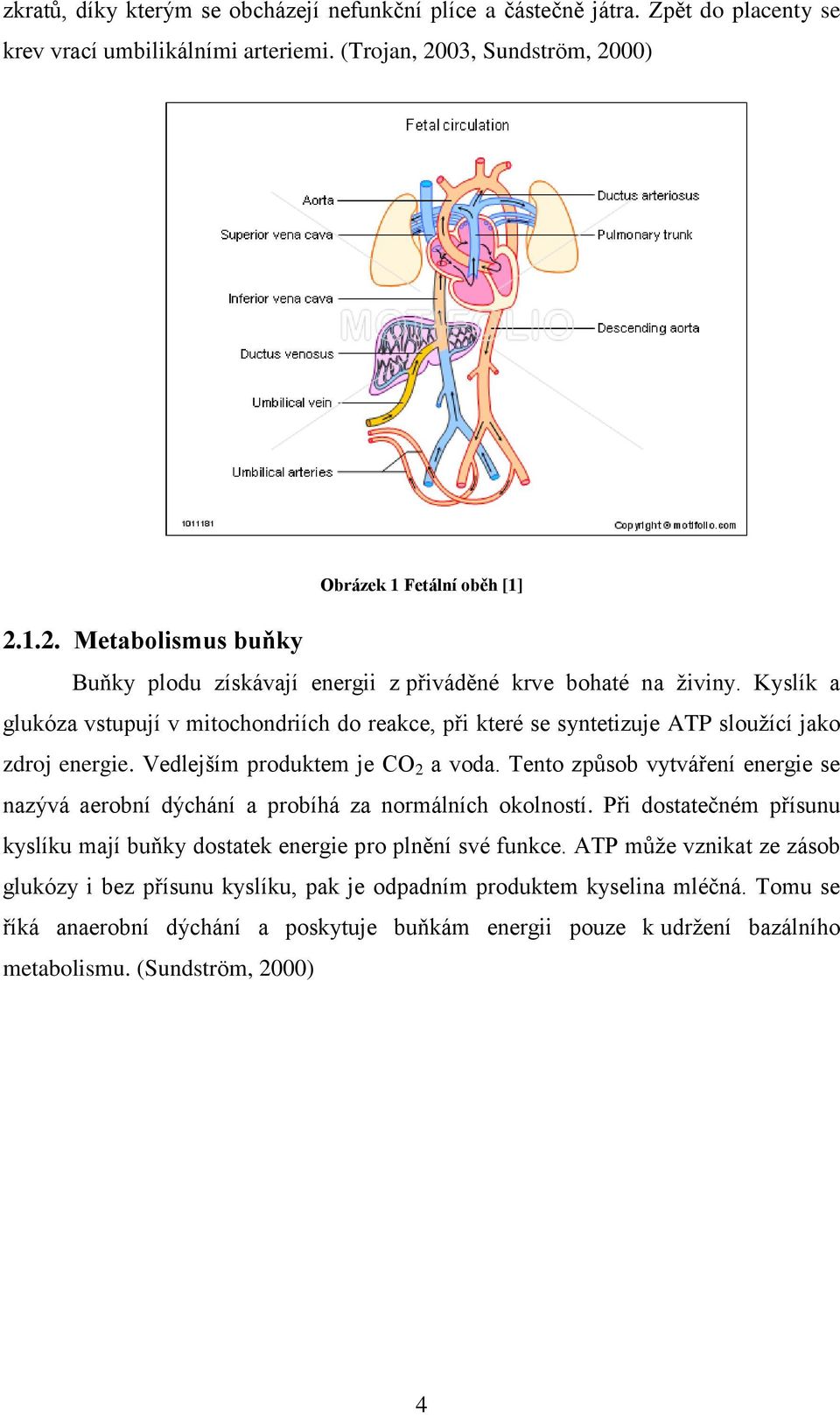 Kyslík a glukóza vstupují v mitochondriích do reakce, při které se syntetizuje ATP sloužící jako zdroj energie. Vedlejším produktem je CO 2 a voda.