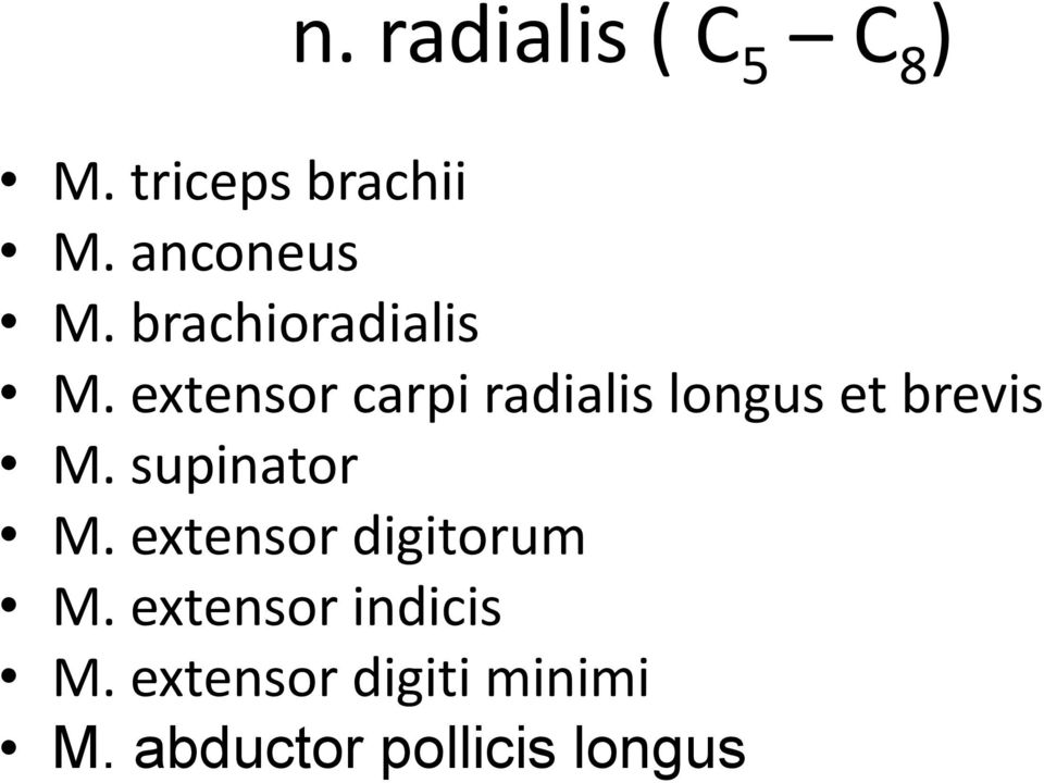 extensor carpi radialis longus et brevis M. supinator M.