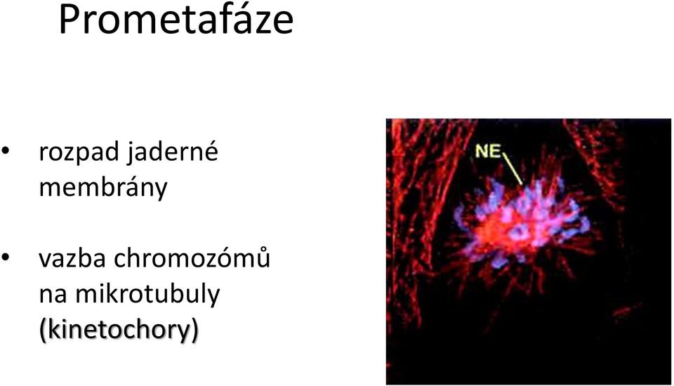 vazba chromozómů na