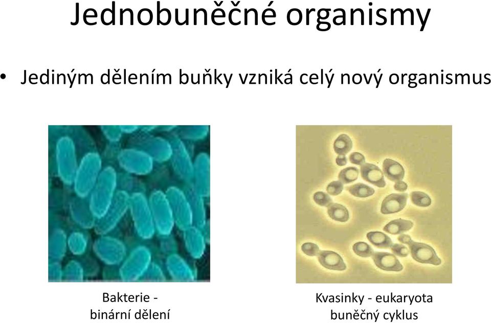 organismus Bakterie - binární