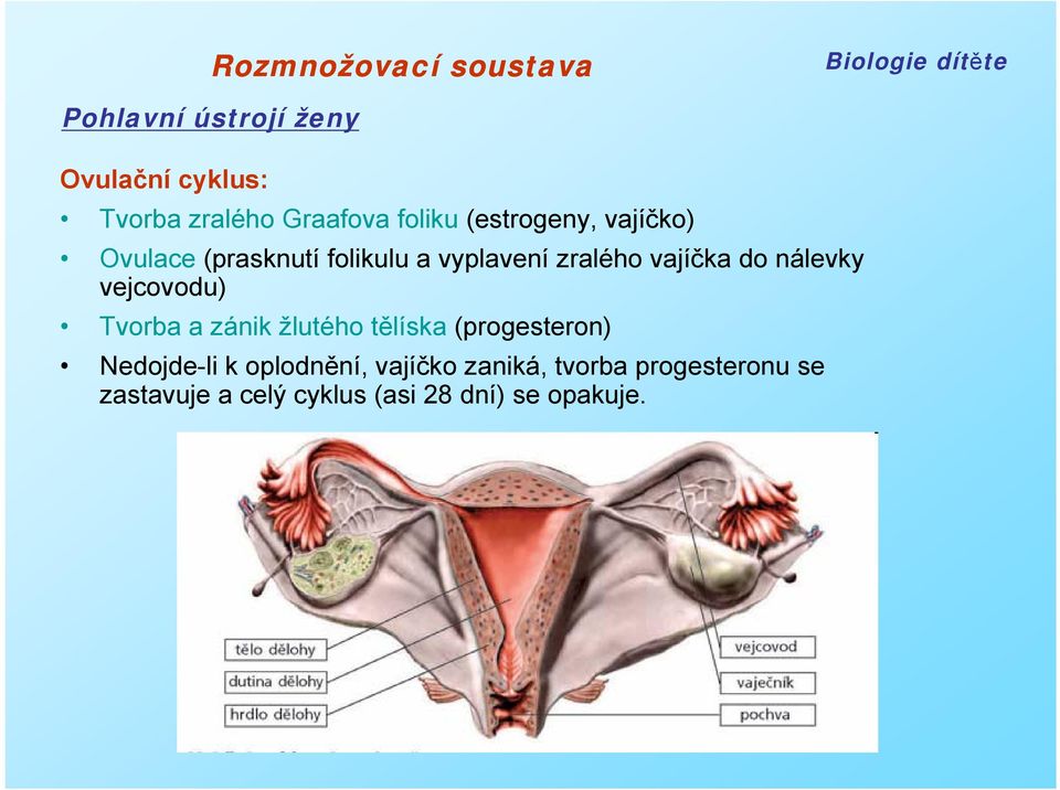 vejcovodu) Tvorba a zánik žlutého tělíska (progesteron) Nedojde-li k oplodnění,