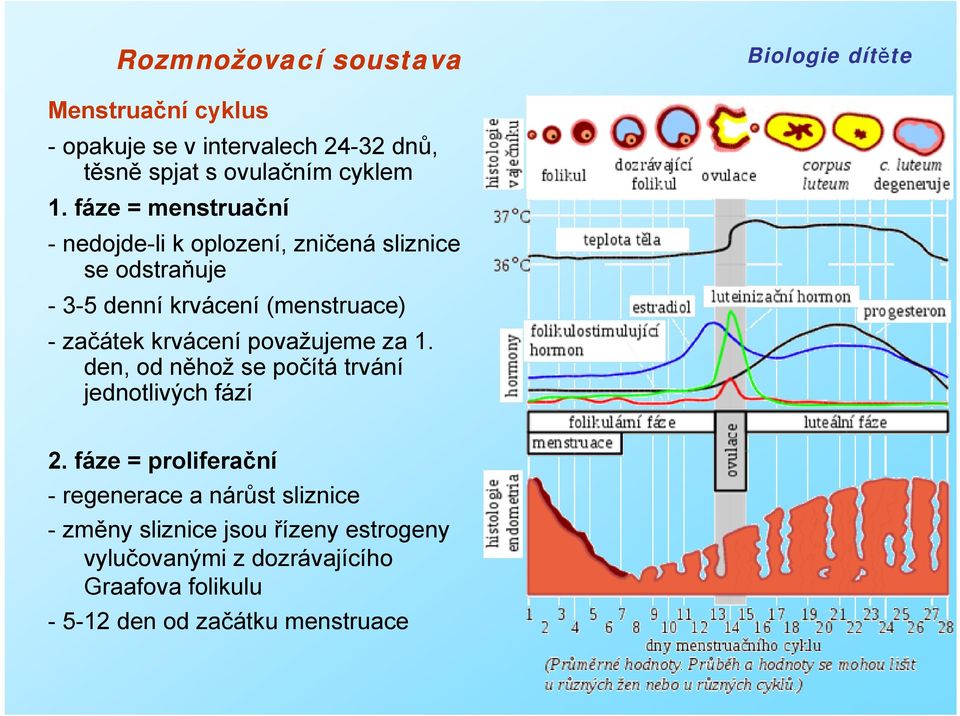 -začátek krvácení považujeme za 1. den, od něhož se počítá trvání jednotlivých fází 2.