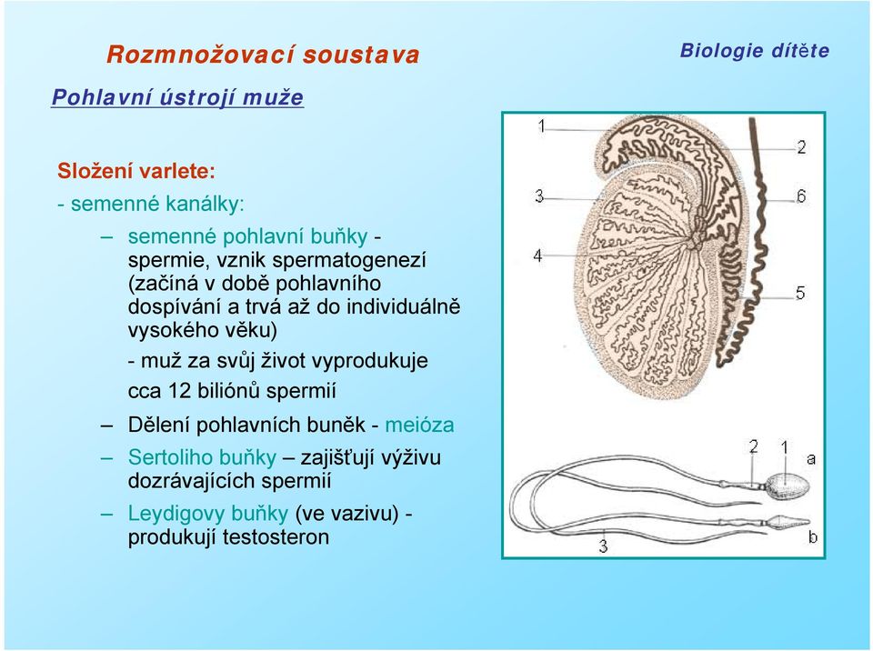 věku) - muž za svůj život vyprodukuje cca 12 biliónů spermií Dělení pohlavních buněk - meióza